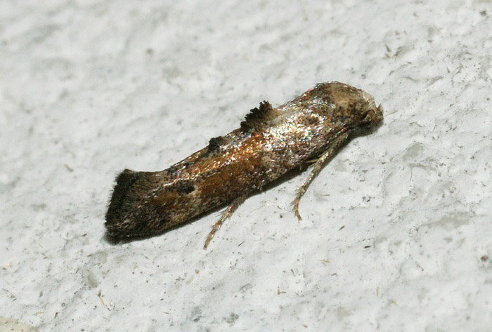 Epermeniidae